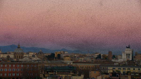 金八号配资 BBC《地球脉动II》交响视听音乐会来了！神级配乐、8K巨幕还原地球心跳